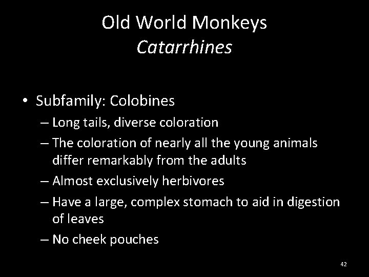Old World Monkeys Catarrhines • Subfamily: Colobines – Long tails, diverse coloration – The