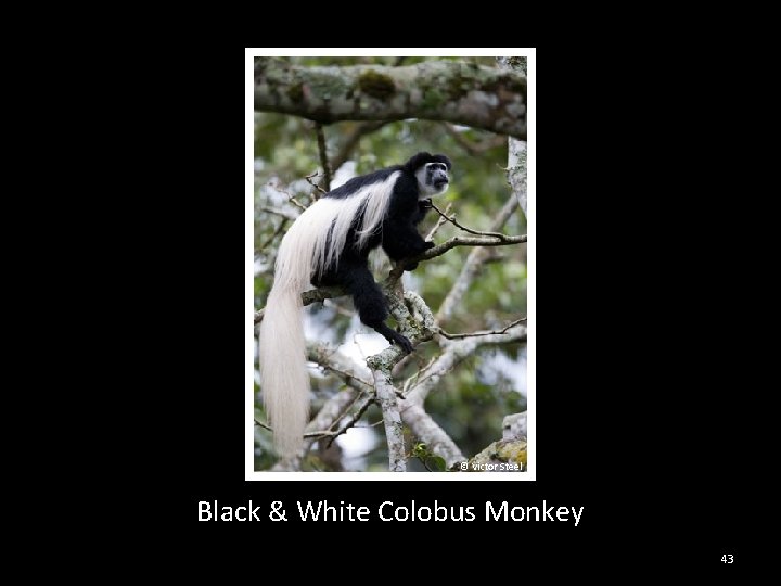 © Victor Steel Black & White Colobus Monkey 43 