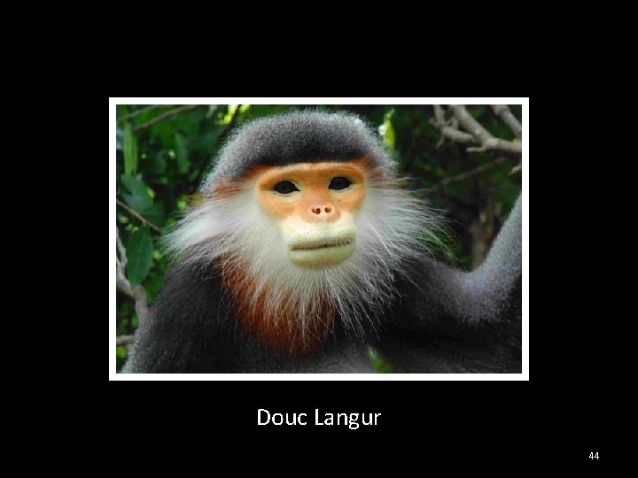 Douc Langur 44 