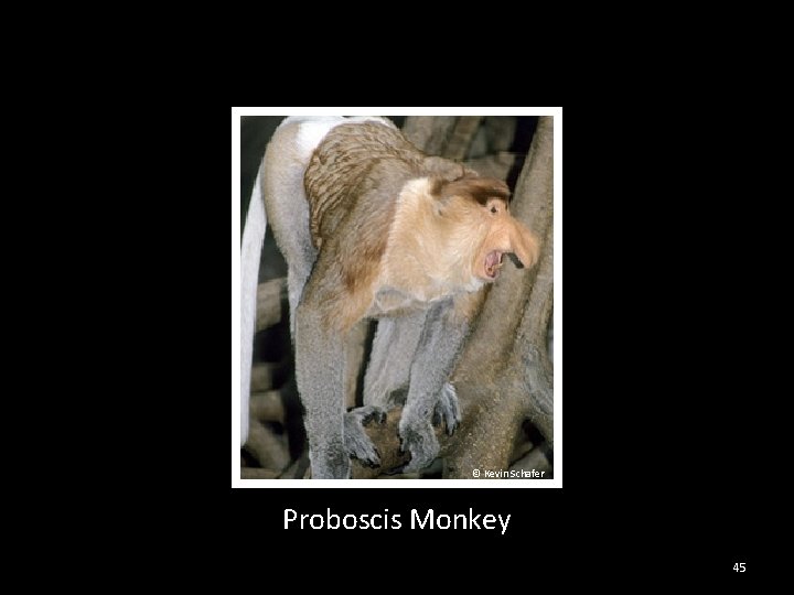 © Kevin Schafer Proboscis Monkey 45 