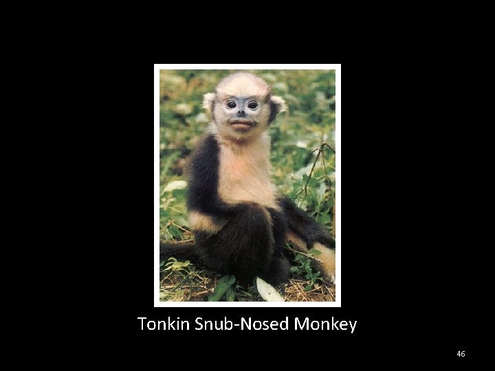 Tonkin Snub-Nosed Monkey 46 
