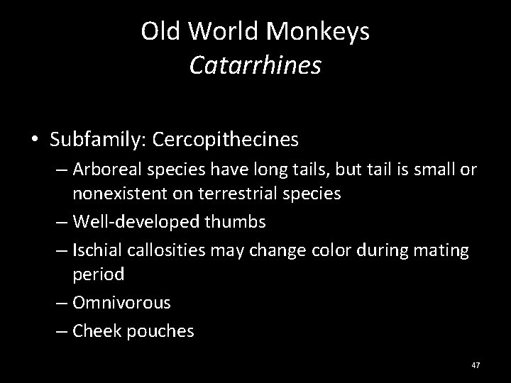 Old World Monkeys Catarrhines • Subfamily: Cercopithecines – Arboreal species have long tails, but