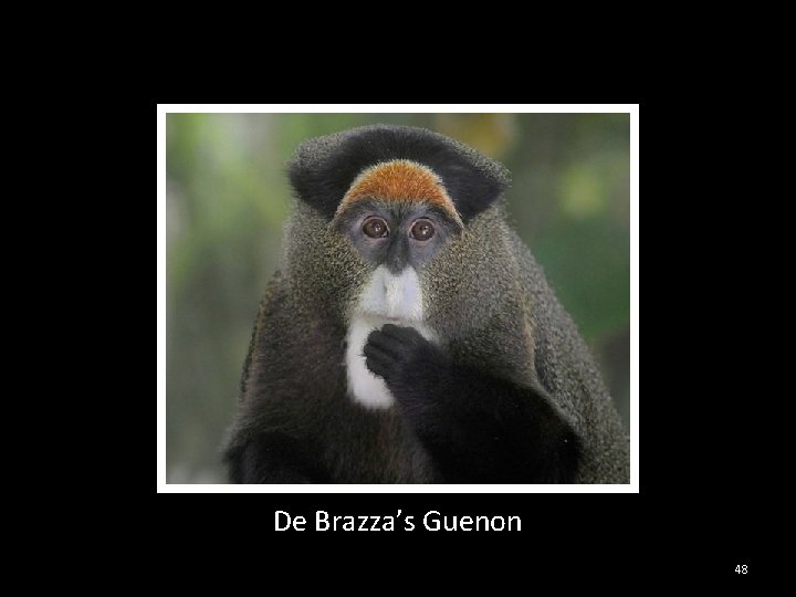 De Brazza’s Guenon 48 