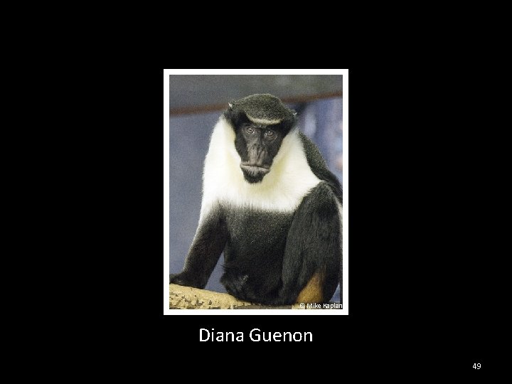 © Mike Kaplan Diana Guenon 49 