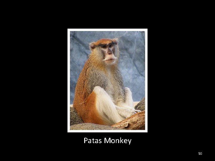 Patas Monkey 50 