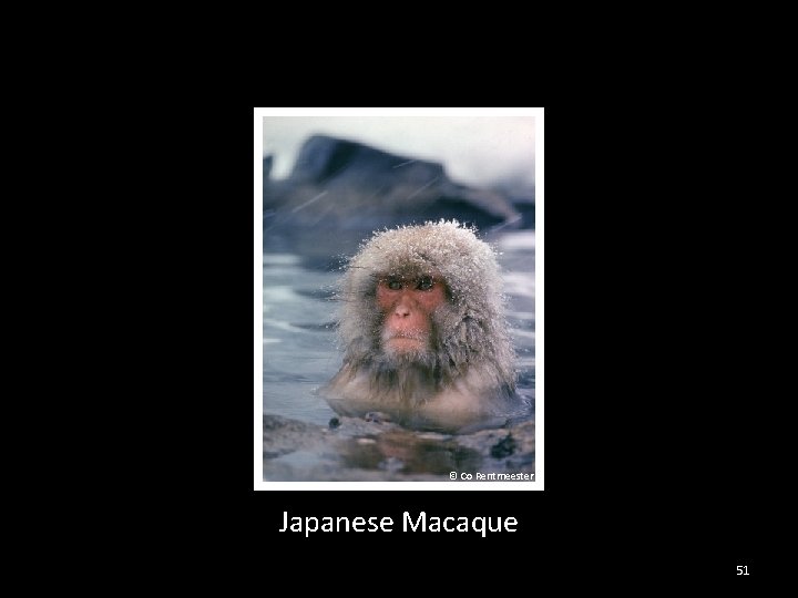 © Co Rentmeester Japanese Macaque 51 