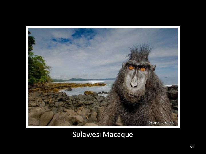 © Stephen Unterthiner Sulawesi Macaque 53 