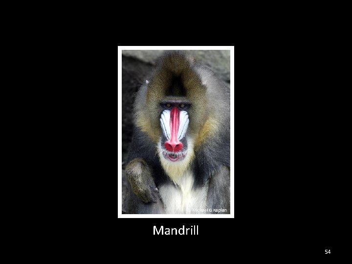 © Michael G Kaplan Mandrill 54 