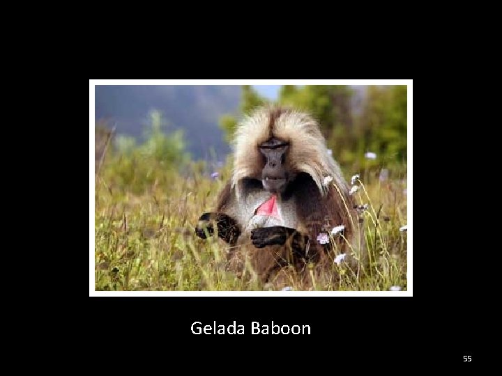 Gelada Baboon 55 