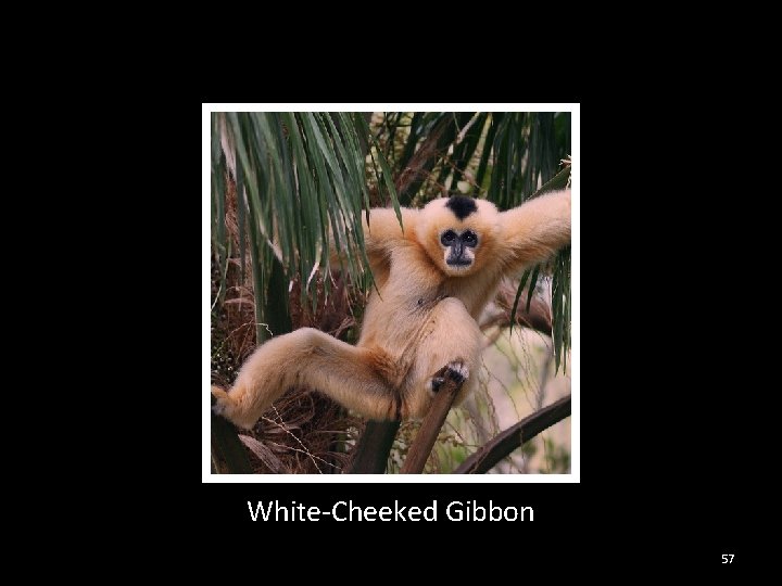 White-Cheeked Gibbon 57 