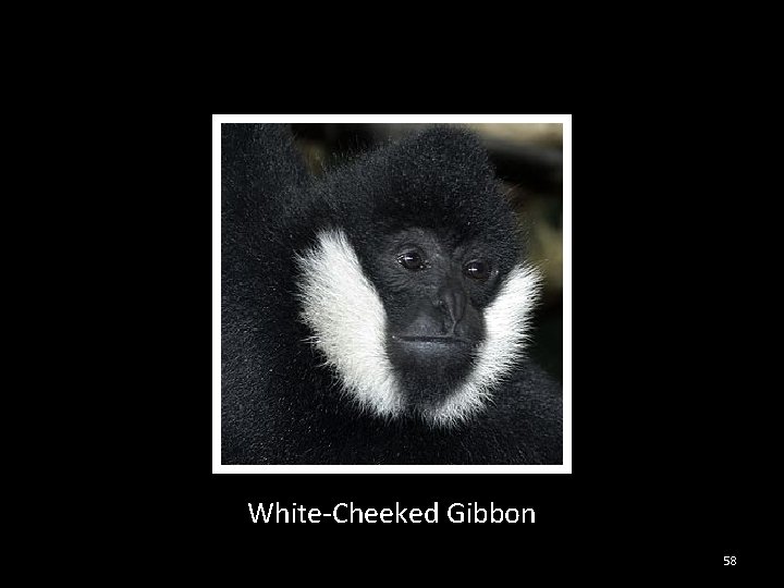 White-Cheeked Gibbon 58 