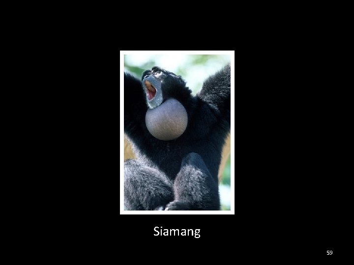 Siamang 59 