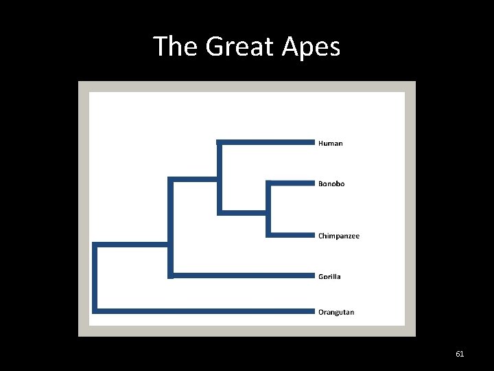 The Great Apes 61 