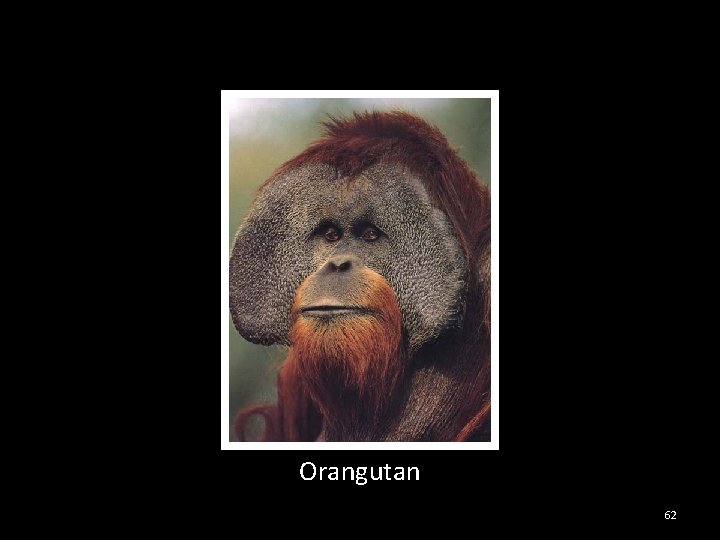 Orangutan 62 