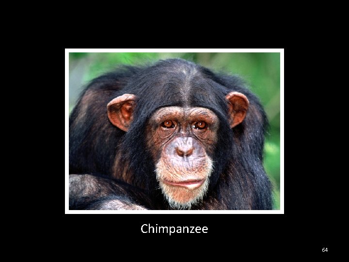 Chimpanzee 64 