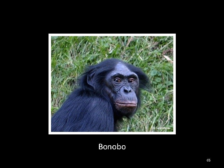 © Kabir Bakie Bonobo 65 