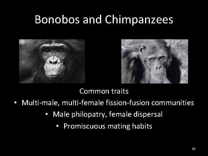 Bonobos and Chimpanzees Common traits • Multi-male, multi-female fission-fusion communities • Male philopatry, female