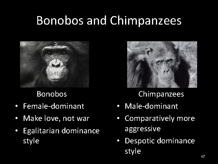 Bonobos and Chimpanzees Bonobos • Female-dominant • Make love, not war • Egalitarian dominance