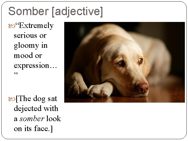 Somber [adjective] “Extremely serious or gloomy in mood or expression… ” [The dog sat