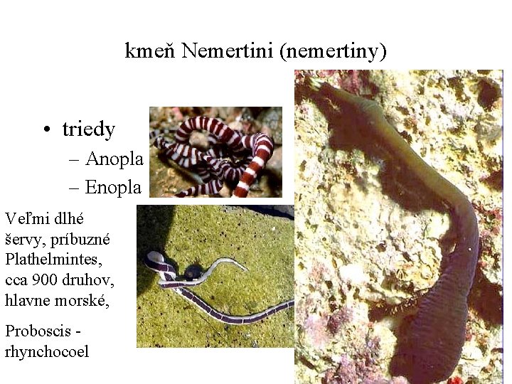 kmeň Nemertini (nemertiny) • triedy – Anopla – Enopla Veľmi dlhé šervy, príbuzné Plathelmintes,