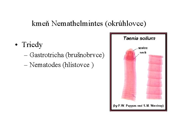 kmeň Nemathelmintes (okrúhlovce) • Triedy – Gastrotricha (brušnobrvce) – Nematodes (hlístovce ) 