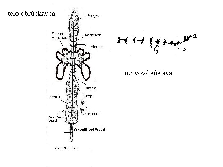 telo obrúčkavca nervová sústava 