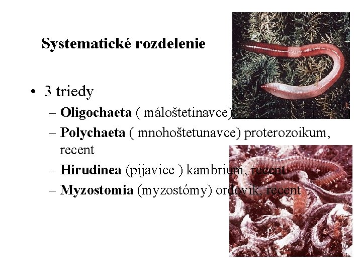 Systematické rozdelenie • 3 triedy – Oligochaeta ( máloštetinavce) ordovik, recent – Polychaeta (