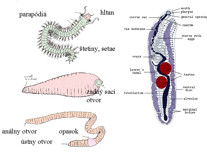 parapódiá hltan štetiny, setae zadný sací otvor análny otvor opasok ústny otvor 