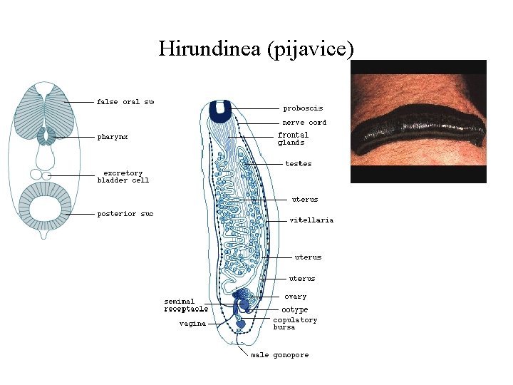 Hirundinea (pijavice) 