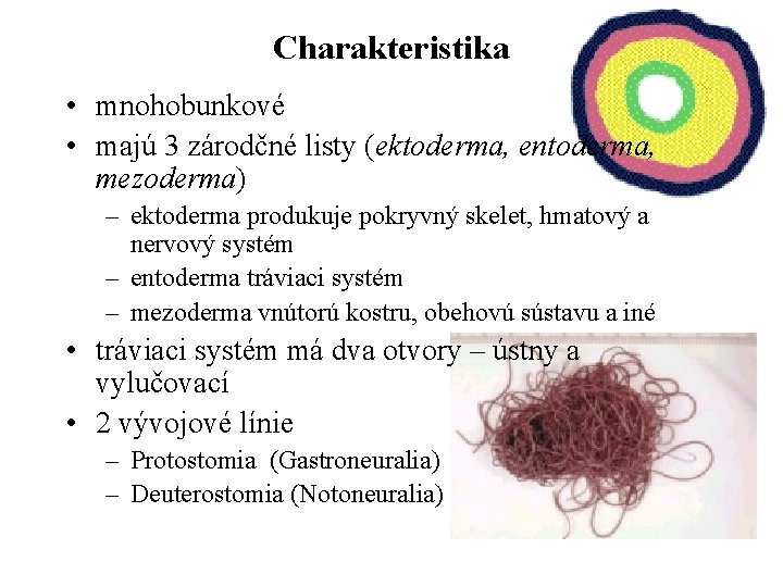 Charakteristika • mnohobunkové • majú 3 zárodčné listy (ektoderma, entoderma, mezoderma) – ektoderma produkuje