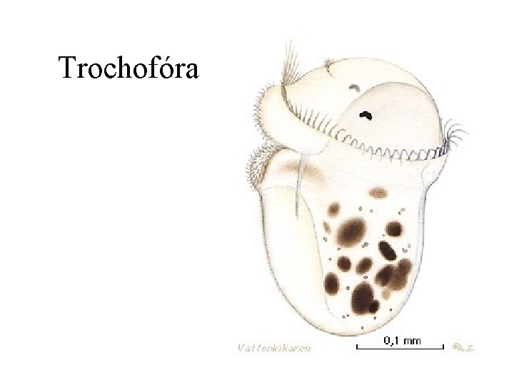 Trochofóra 