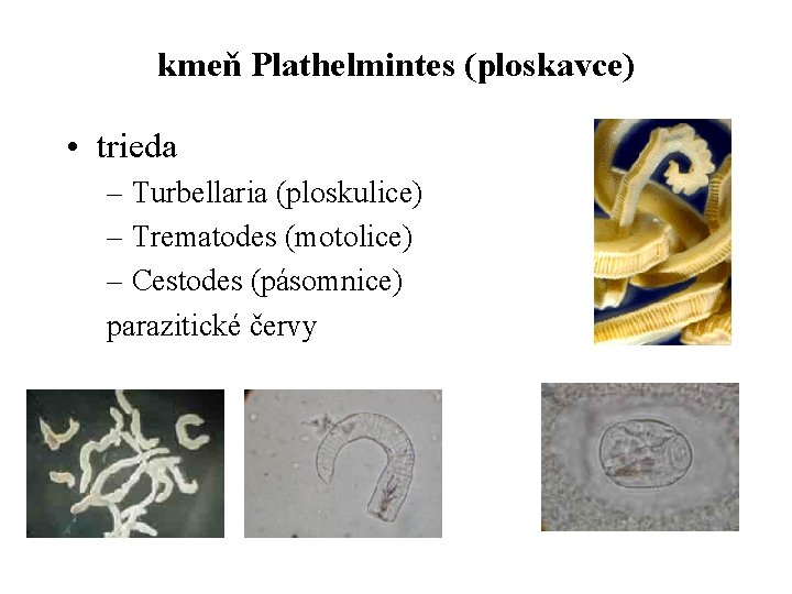 kmeň Plathelmintes (ploskavce) • trieda – Turbellaria (ploskulice) – Trematodes (motolice) – Cestodes (pásomnice)