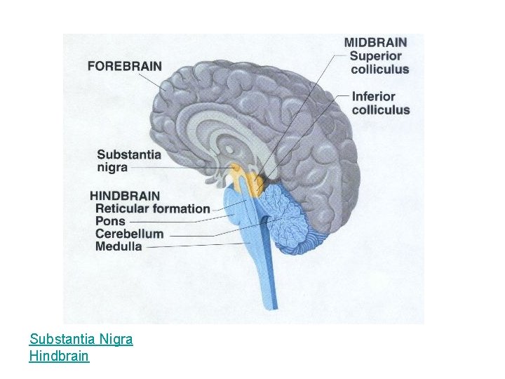 Substantia Nigra Hindbrain 