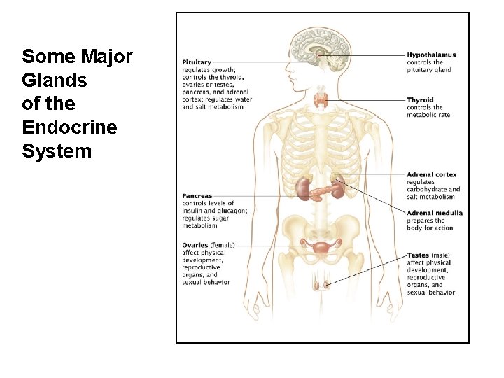 Some Major Glands of the Endocrine System 