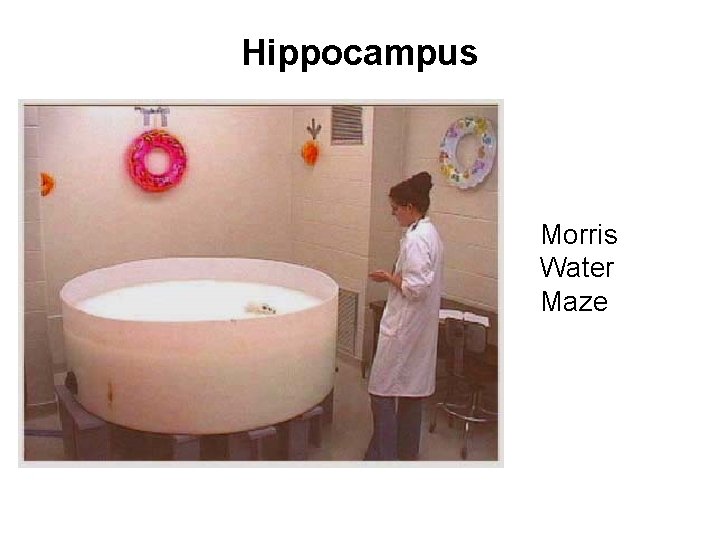 Hippocampus Morris Water Maze 