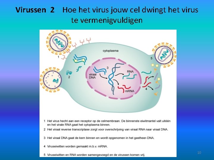 Virussen 2 Hoe het virus jouw cel dwingt het virus te vermenigvuldigen 10 