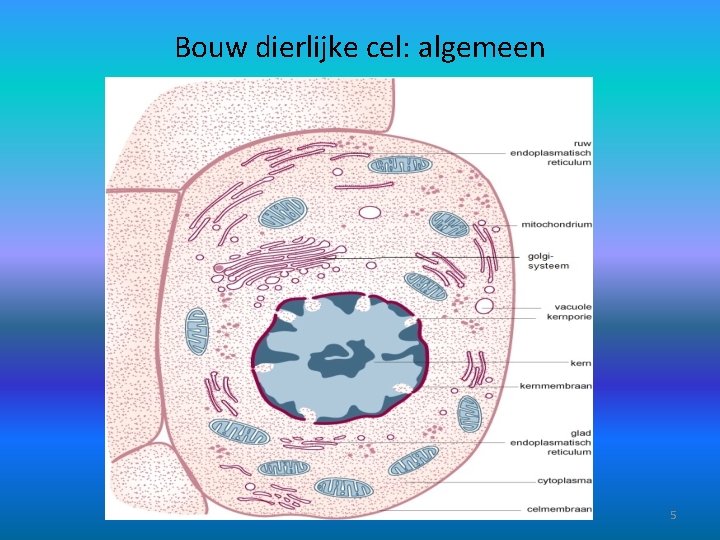 Bouw dierlijke cel: algemeen 5 