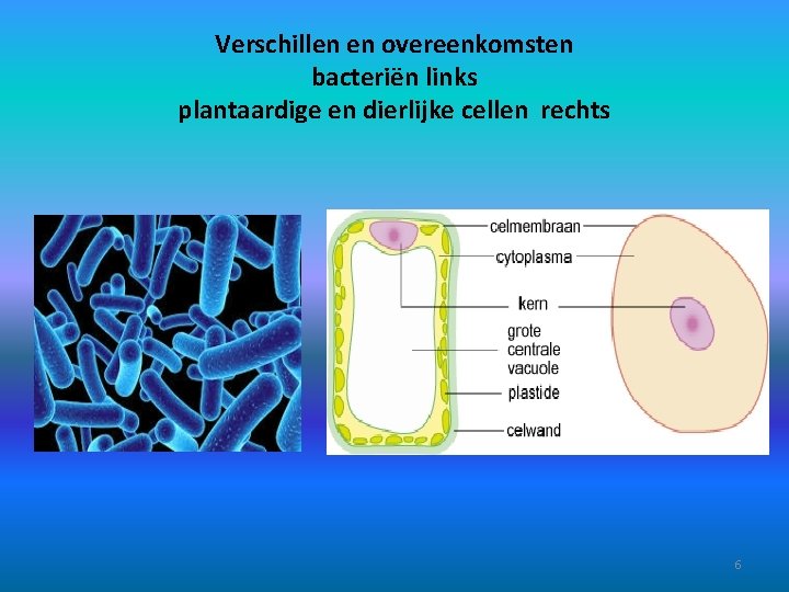 Verschillen en overeenkomsten bacteriën links plantaardige en dierlijke cellen rechts 6 