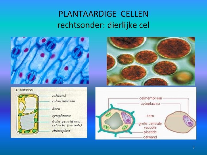 PLANTAARDIGE CELLEN rechtsonder: dierlijke cel 7 