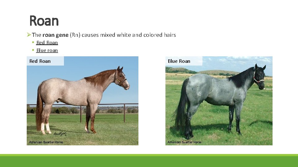 Roan ØThe roan gene (Rn) causes mixed white and colored hairs § Red Roan