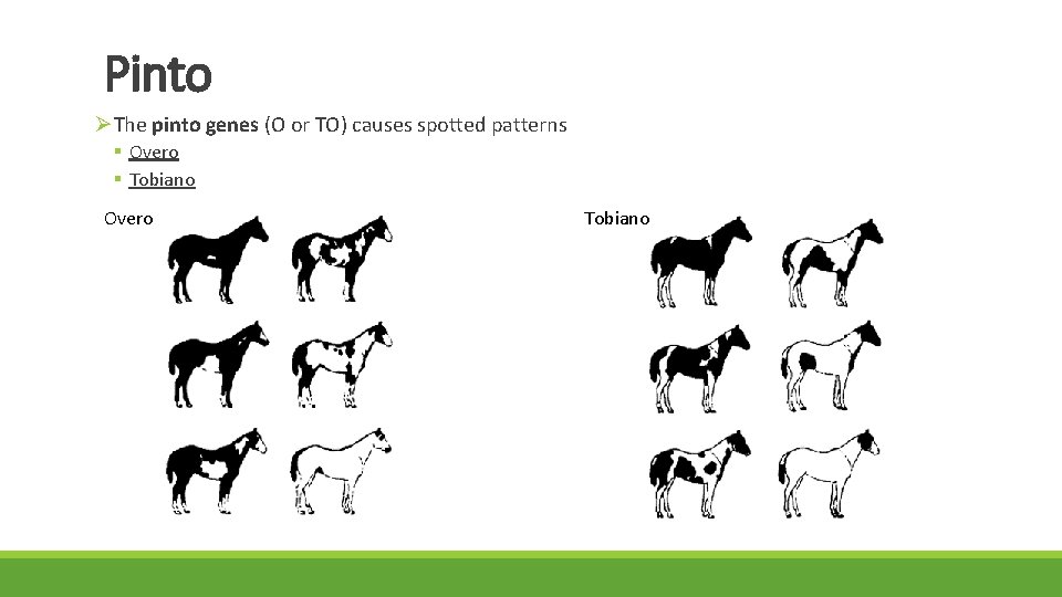 Pinto ØThe pinto genes (O or TO) causes spotted patterns § Overo § Tobiano
