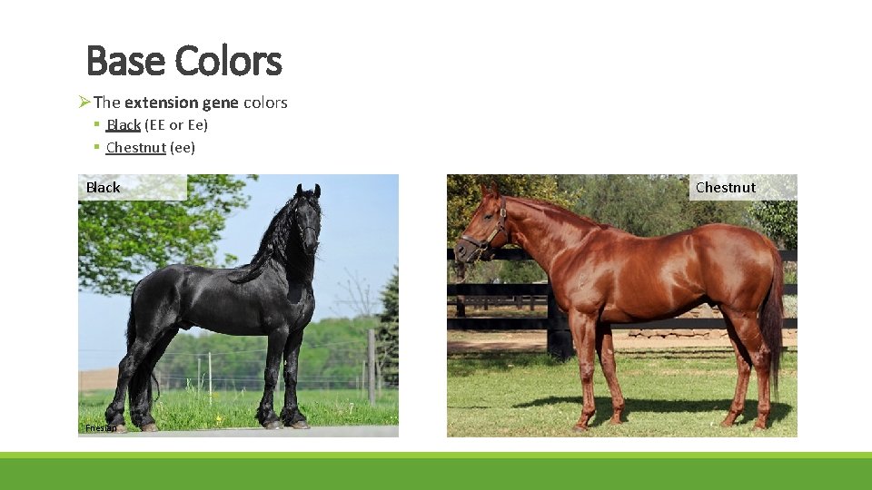 Base Colors ØThe extension gene colors § Black (EE or Ee) § Chestnut (ee)