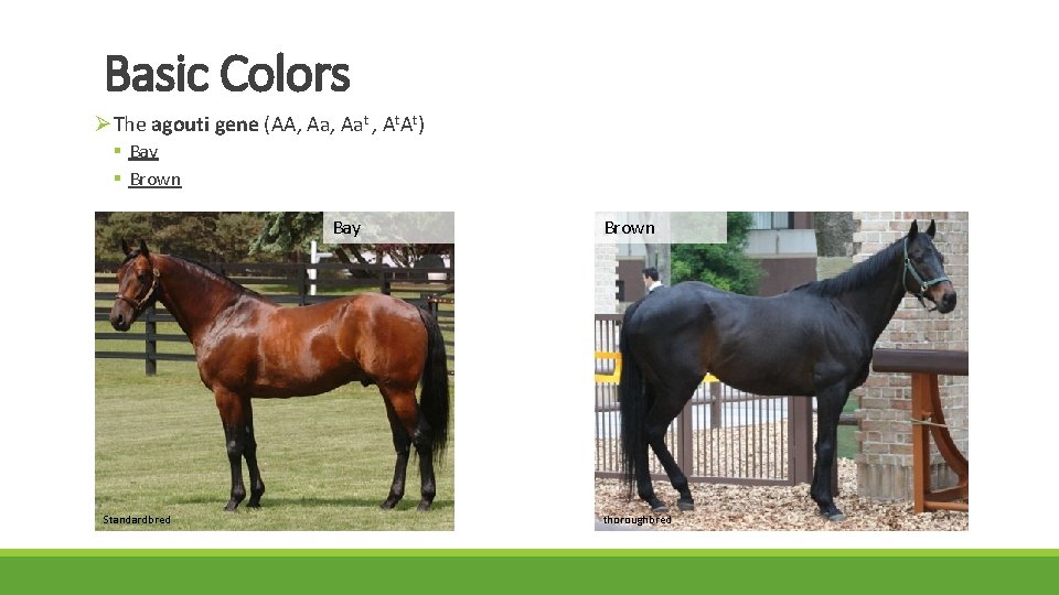 Horse Colors ID STATIONS Base Colors The extension
