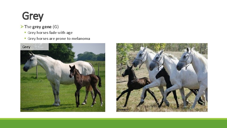 Grey ØThe grey gene (G) § Grey horses fade with age § Grey horses