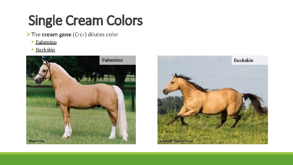 Single Cream Colors ØThe cream gene (Crcr) dilutes color § Palomino § Buckskin Palomino