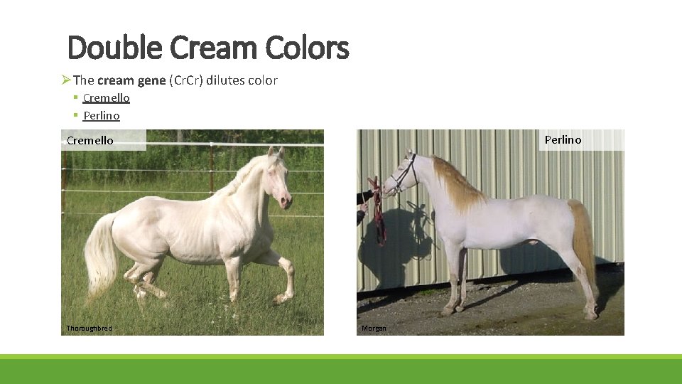 Double Cream Colors ØThe cream gene (Cr. Cr) dilutes color § Cremello § Perlino