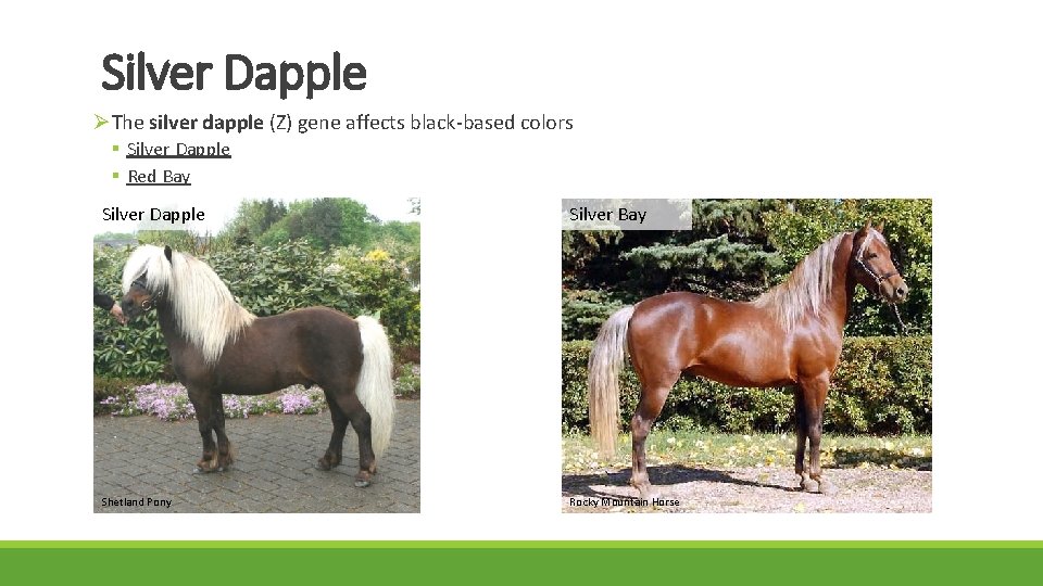 Silver Dapple ØThe silver dapple (Z) gene affects black-based colors § Silver Dapple §