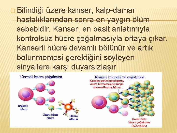 � Bilindiği üzere kanser, kalp-damar hastalıklarından sonra en yaygın ölüm sebebidir. Kanser, en basit