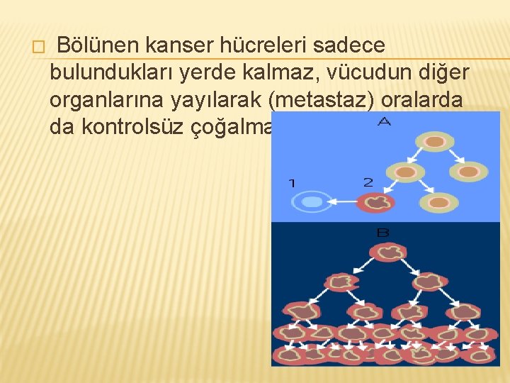 � Bölünen kanser hücreleri sadece bulundukları yerde kalmaz, vücudun diğer organlarına yayılarak (metastaz) oralarda