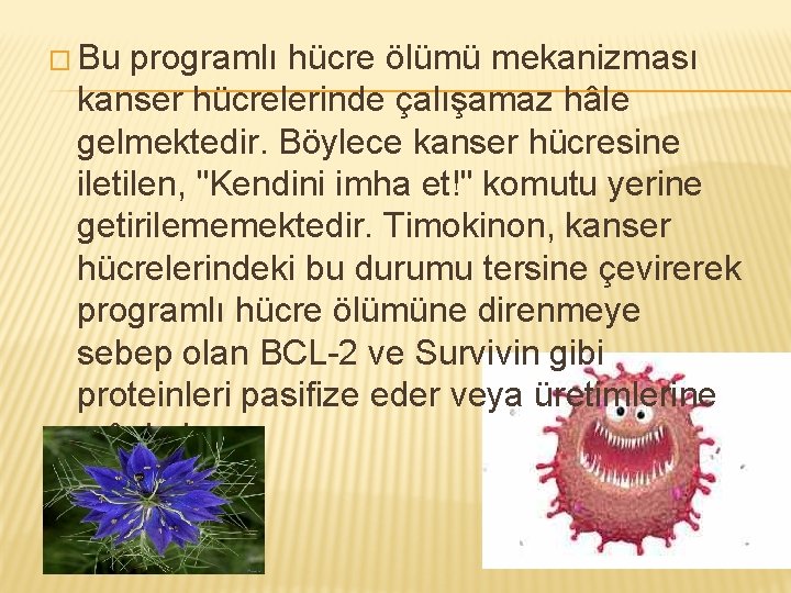 � Bu programlı hücre ölümü mekanizması kanser hücrelerinde çalışamaz hâle gelmektedir. Böylece kanser hücresine